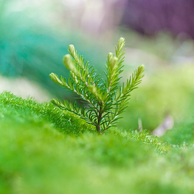 Small Evergreen Sprout