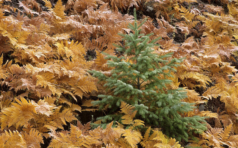 Small Evergreen Tree — Green