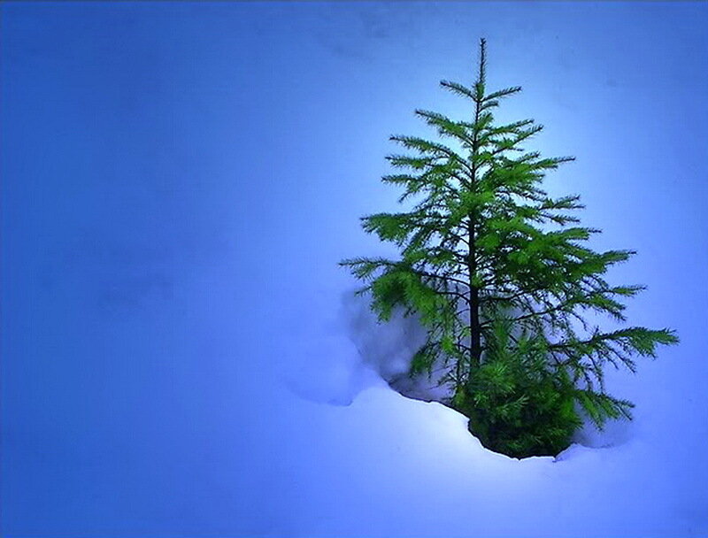 Small Evergreen Tree