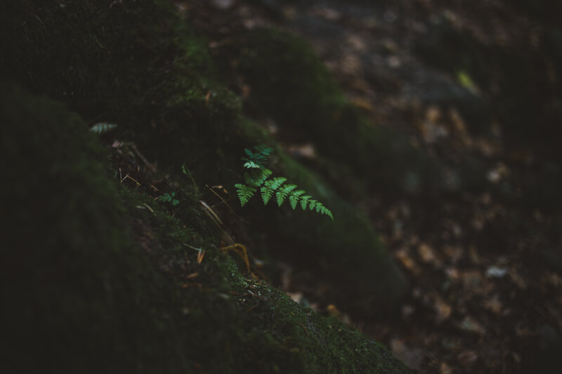 Small Fern on Moss