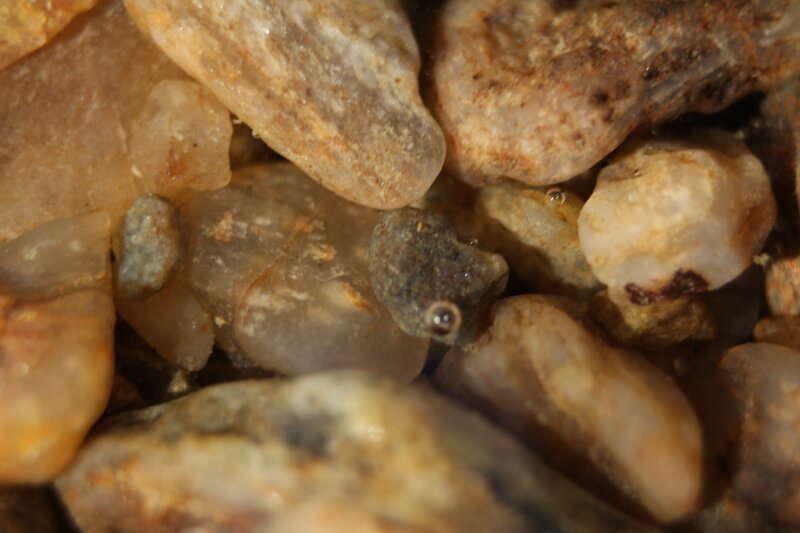 small fish among pebbles