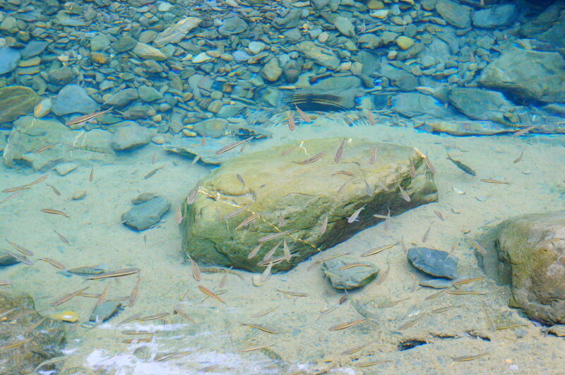 Small Fish in Clear Water