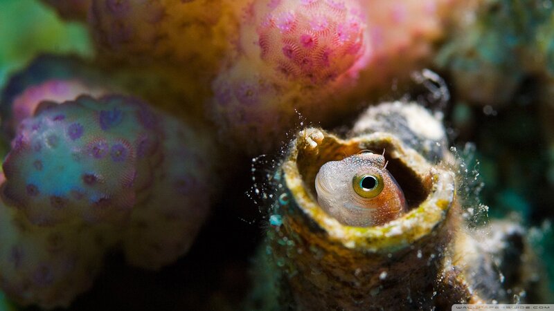 Small Fish in Coral — Pink, Curious