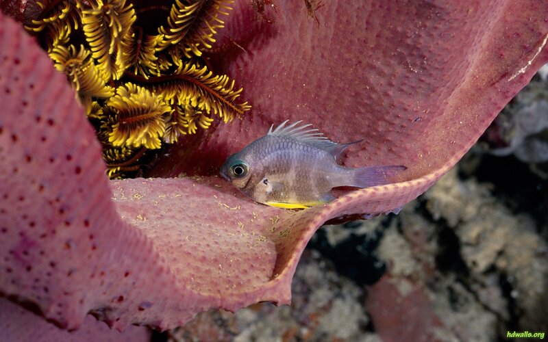 Small Fish in Coral — Pink