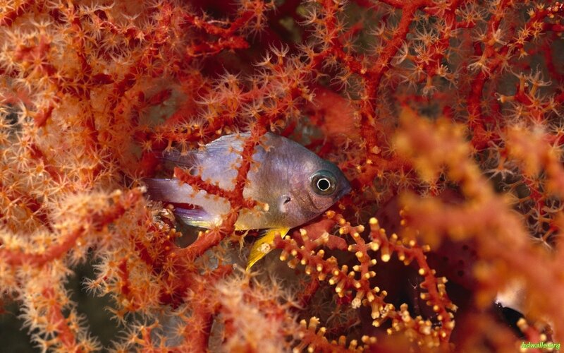 Small Fish in Coral