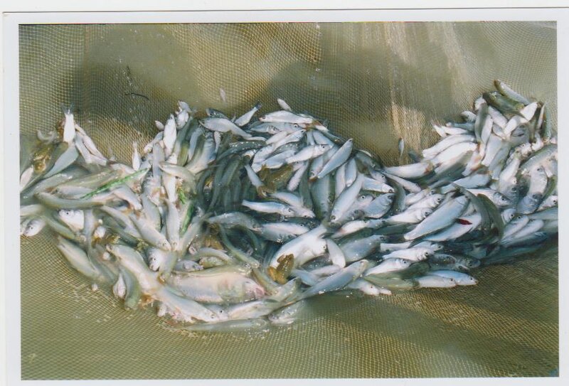 Small Fish in Net