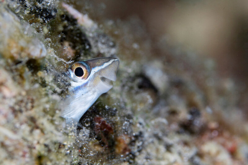 Small Fish in Rock