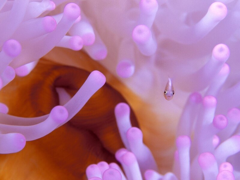 Small fish in sea anemone