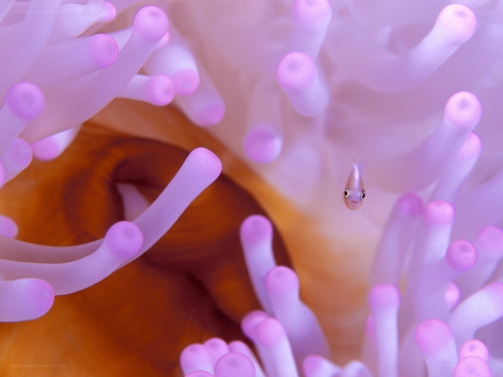 Small fish in sea anemone