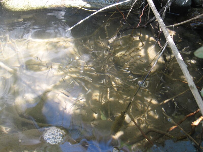 Small fish in shallow water
