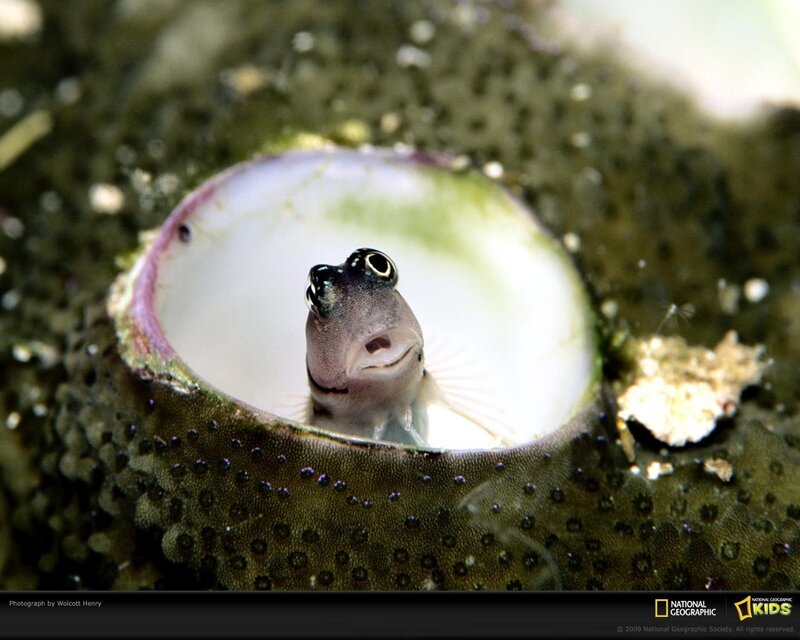 Small Fish in Shell