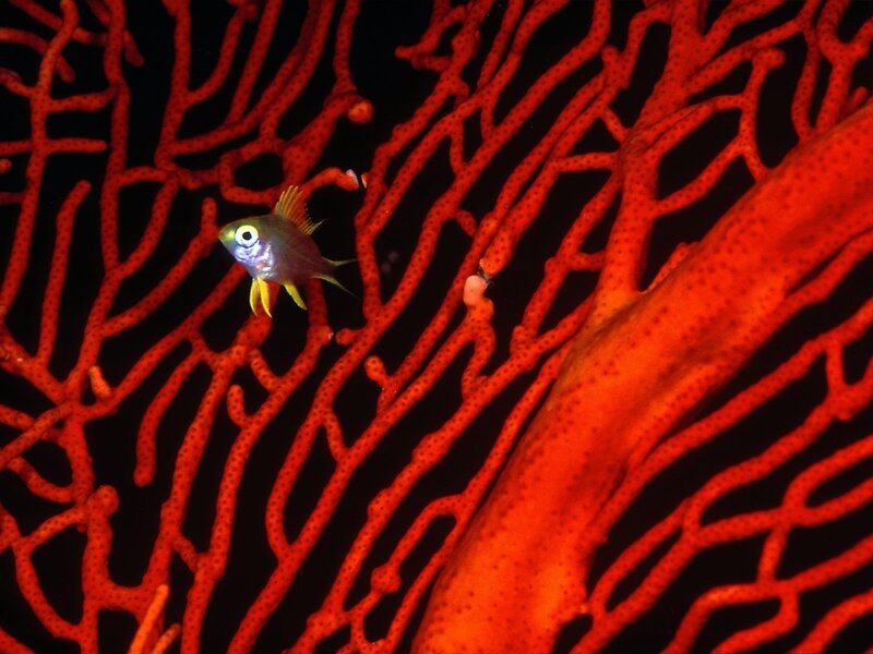 Small Fish Near Coral