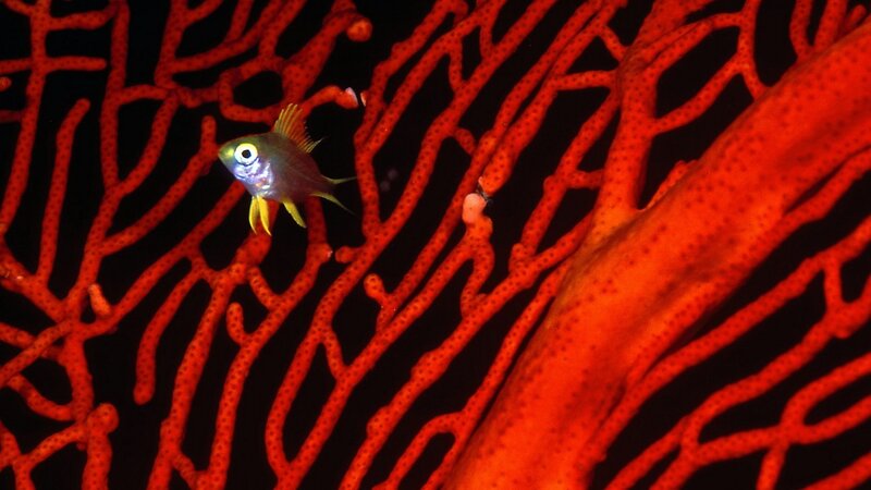 Small fish near red coral