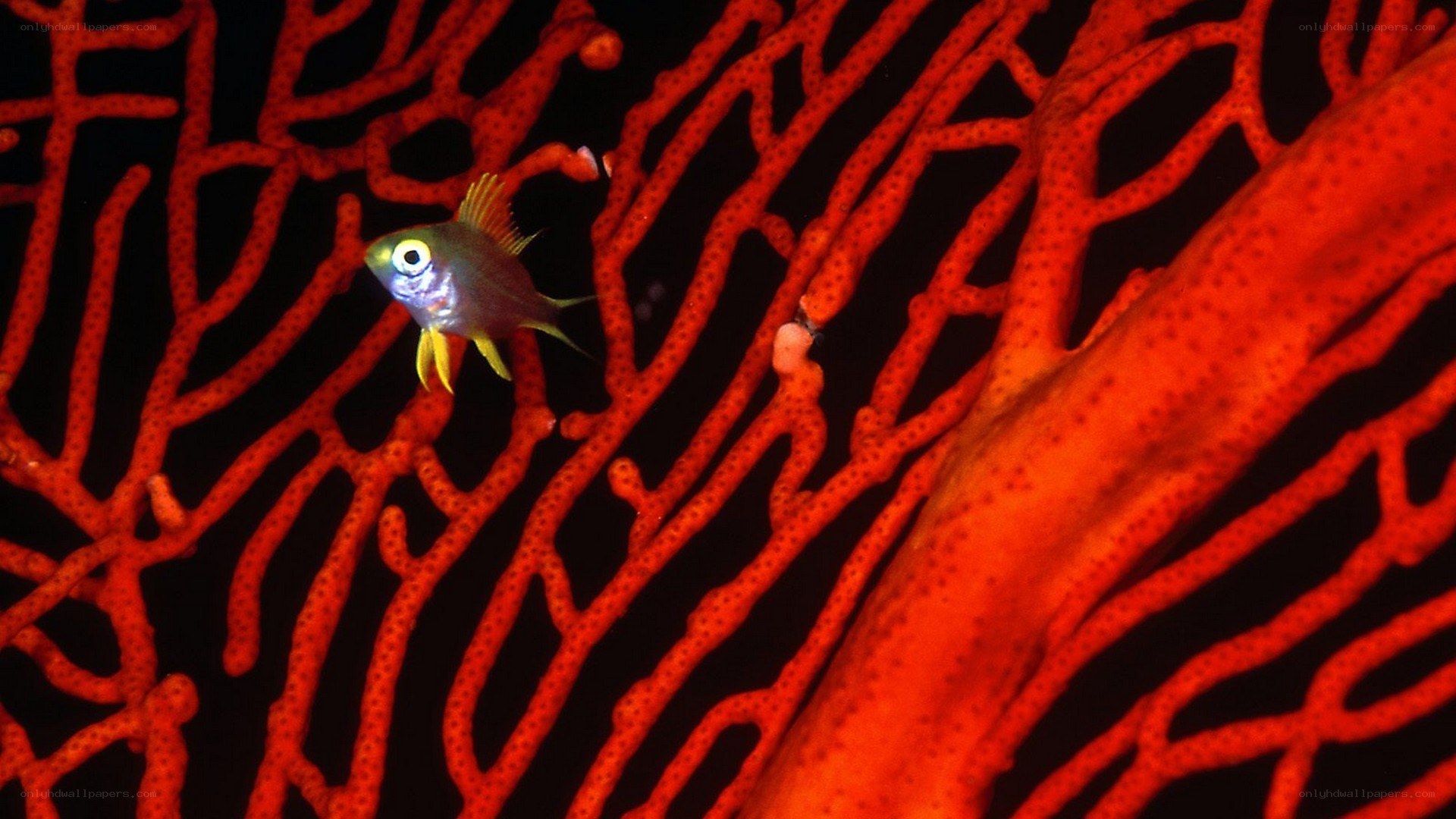 Small fish near red coral