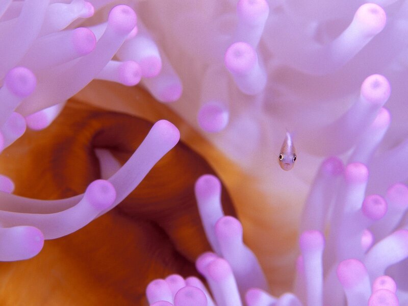 Small fish near sea anemone