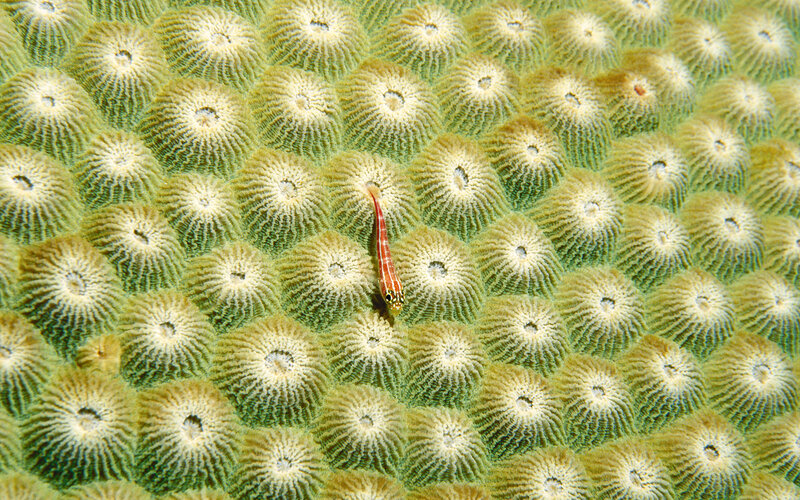 Small fish on coral reef