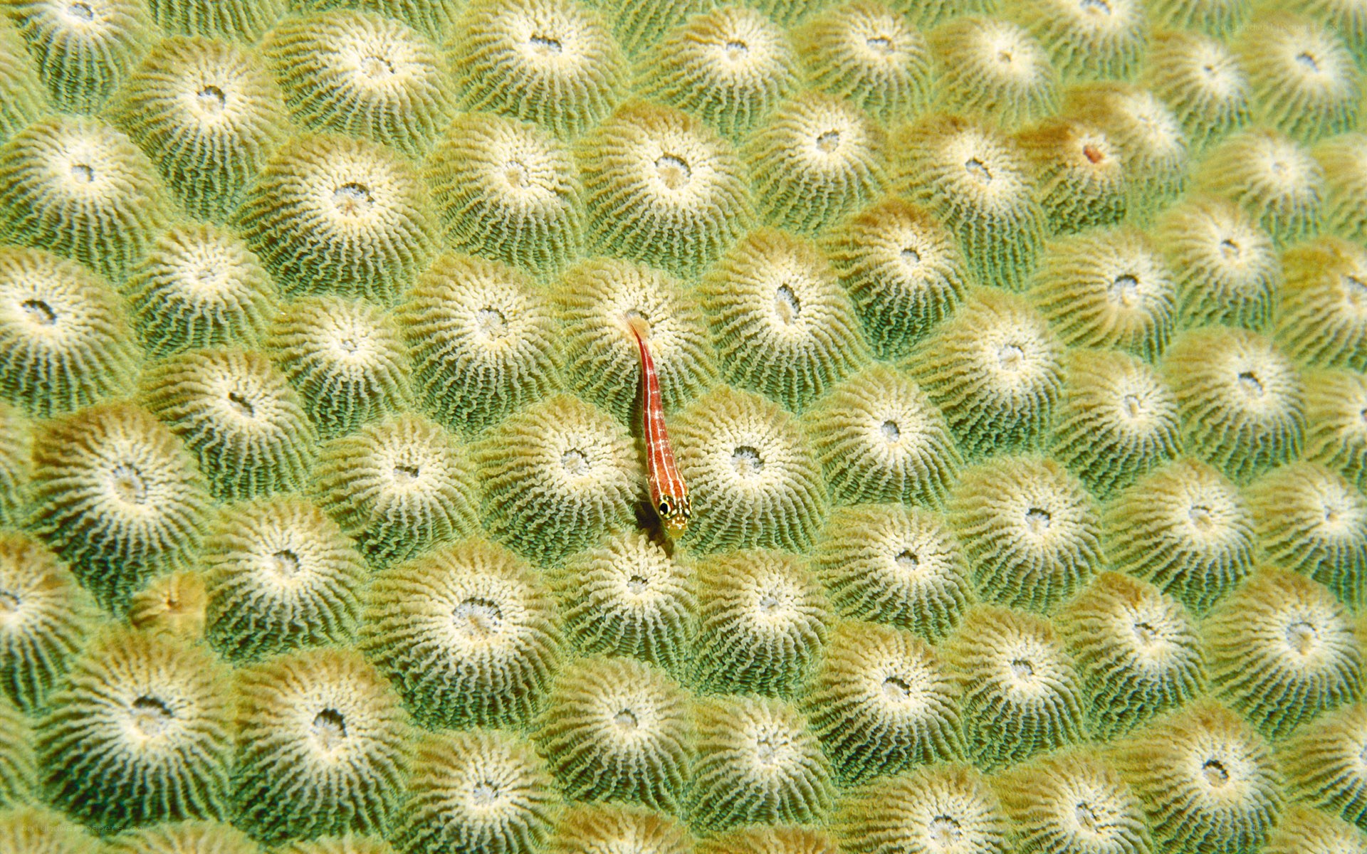 Small fish on coral reef