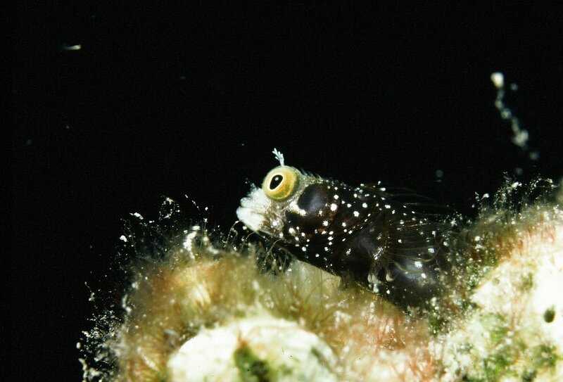 Small fish on coral reef