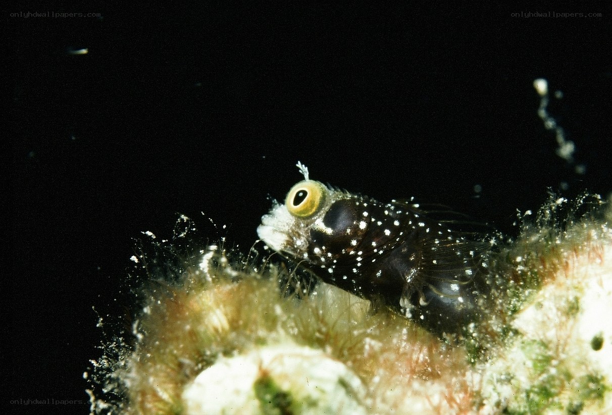 Small fish on coral reef