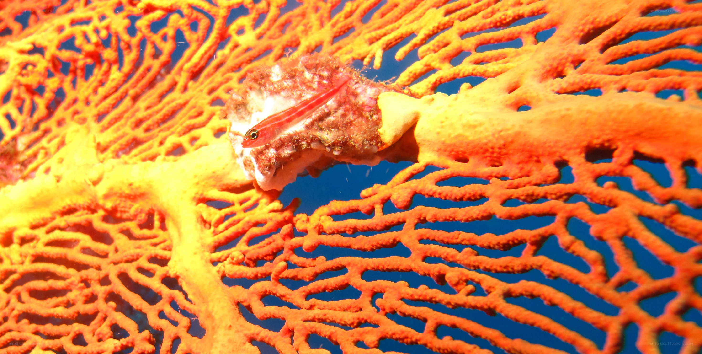 Small fish on coral reef