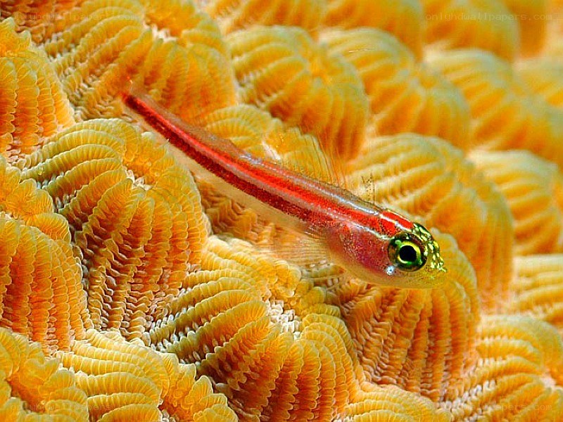 Small fish on coral reef