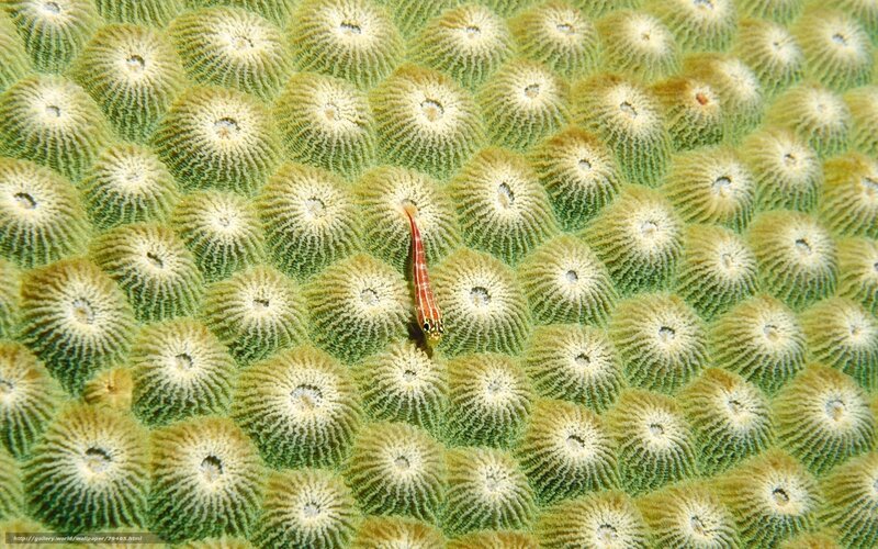 Small fish on coral reef