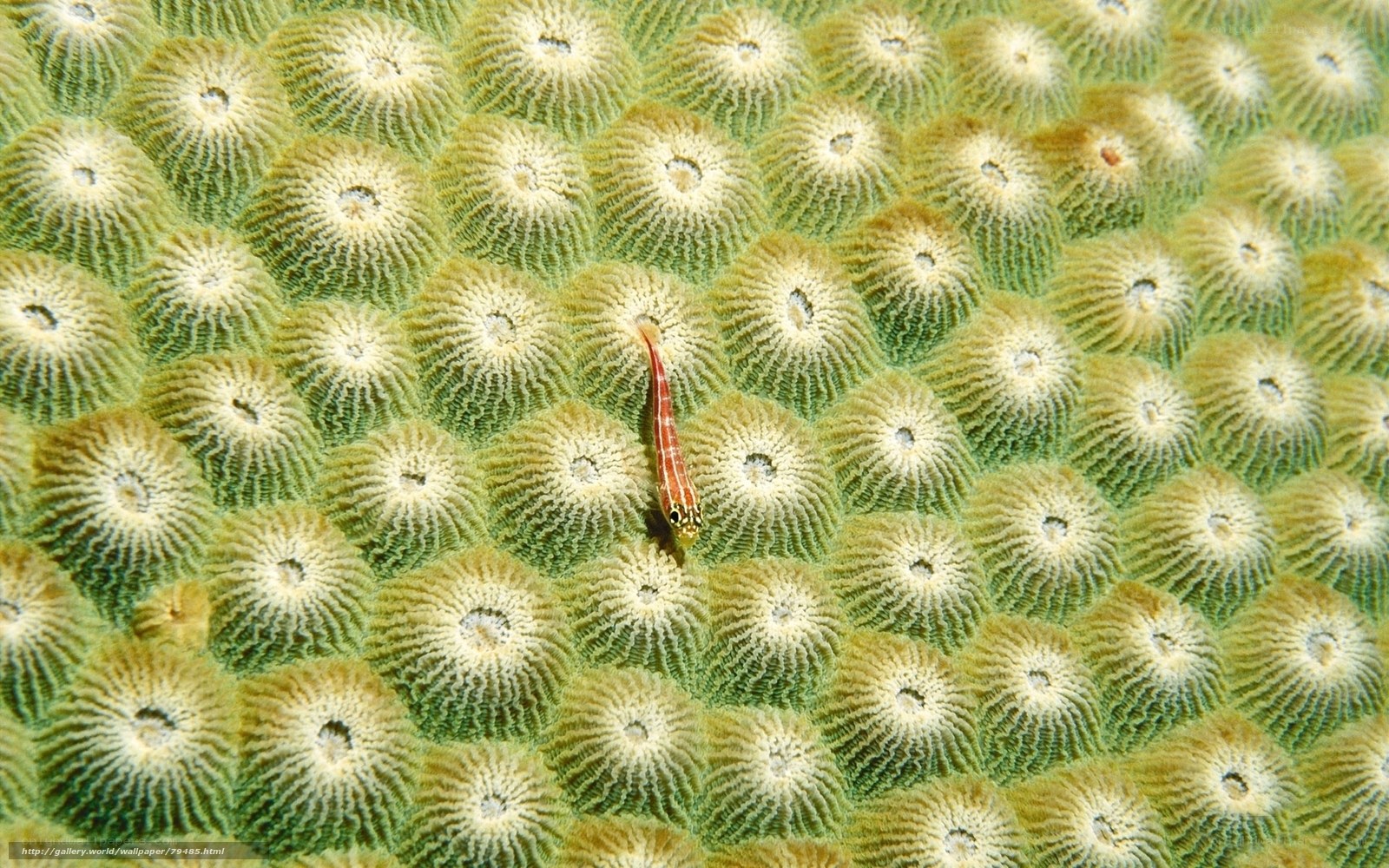 Small fish on coral reef