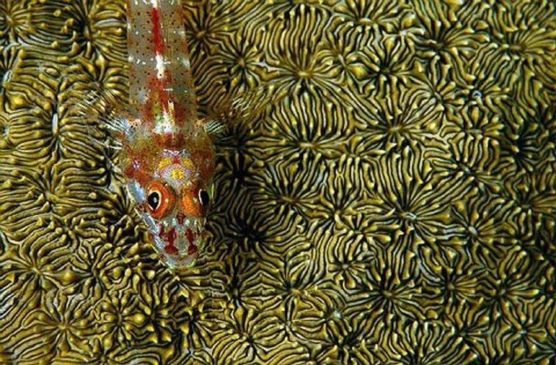 Small Fish on Coral