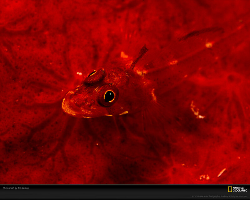 Small Fish on Red Surface