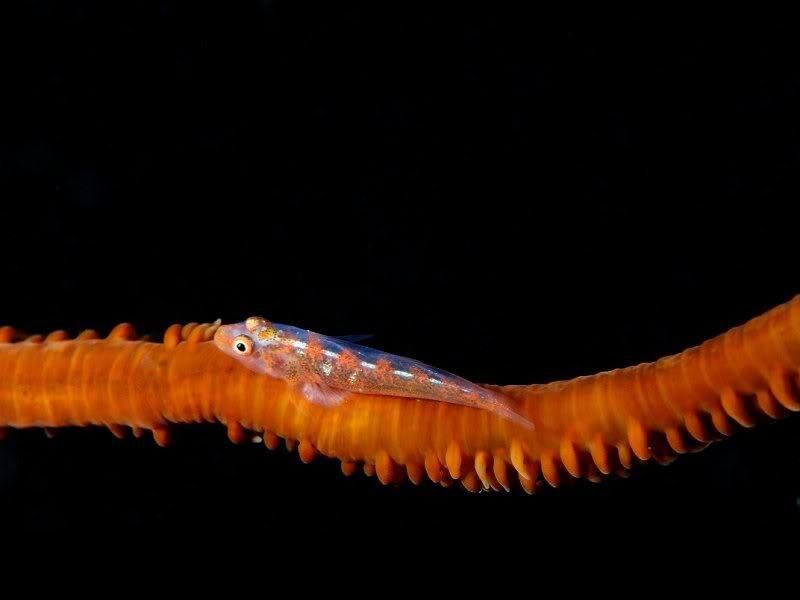 Small Fish on Sea Cucumber