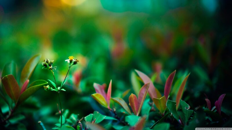 Small Flower in Foliage