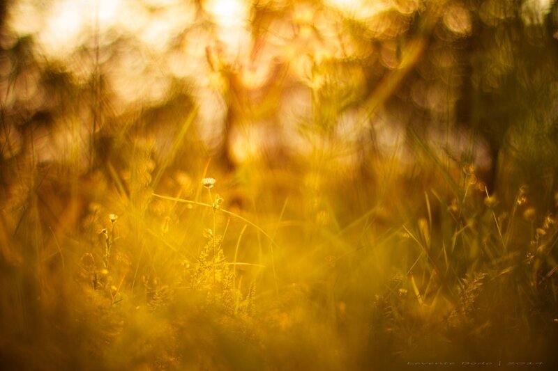 Small Flower in Grass — Yellow