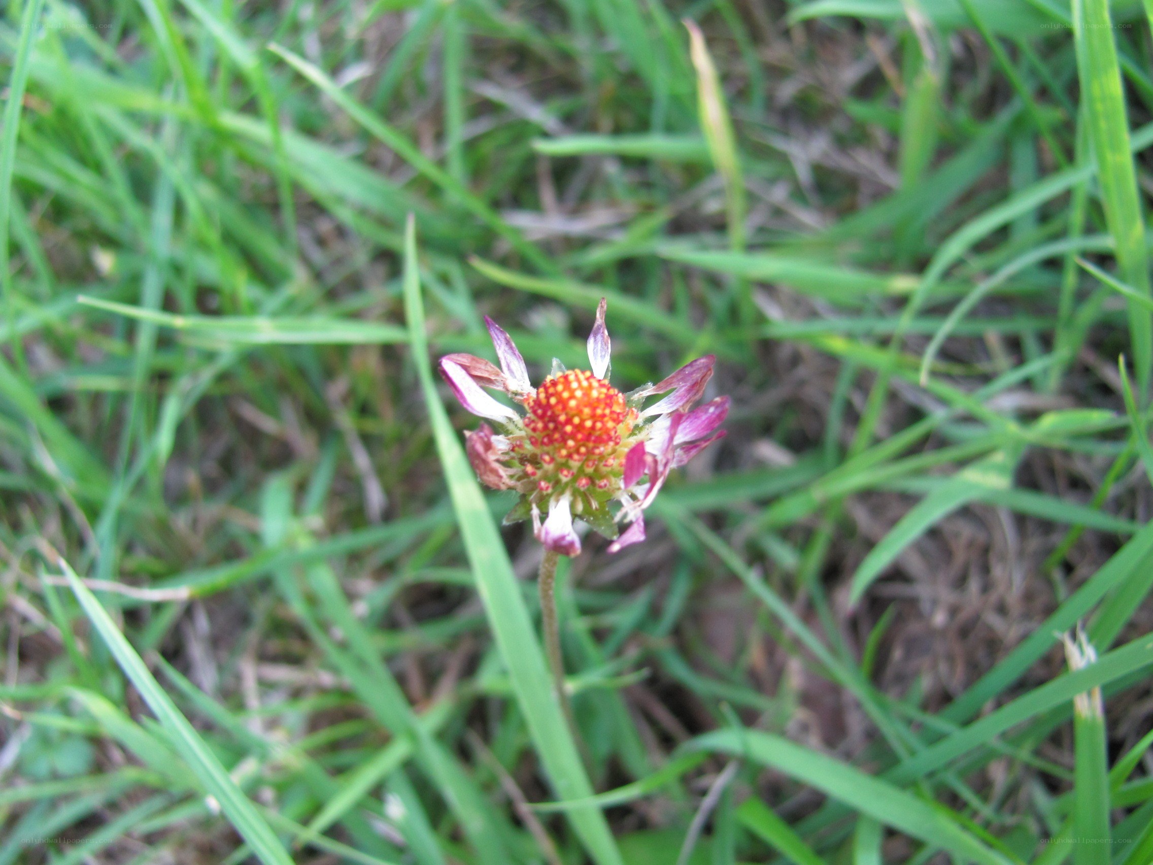 small flower in grass