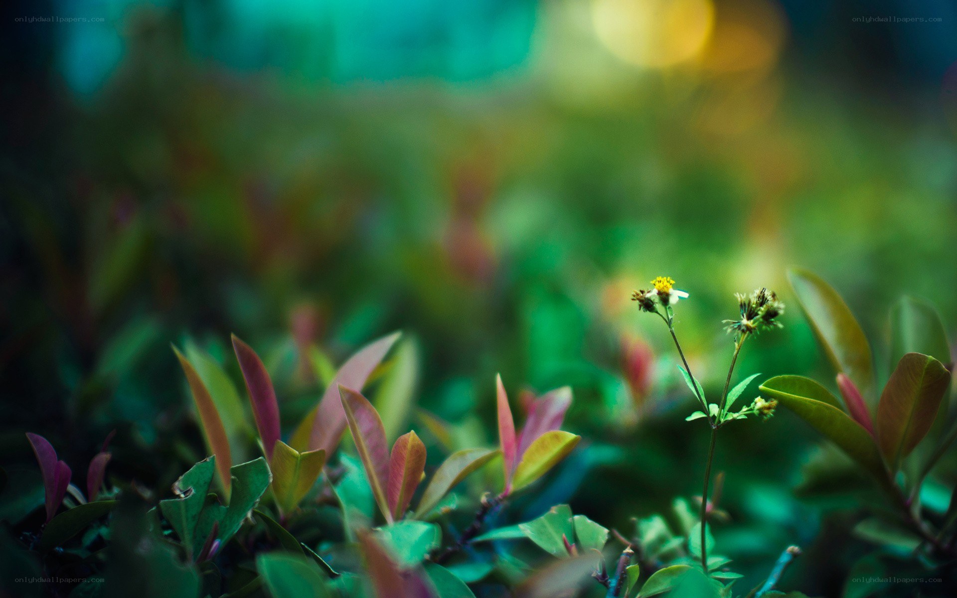 Small flower in green foliage