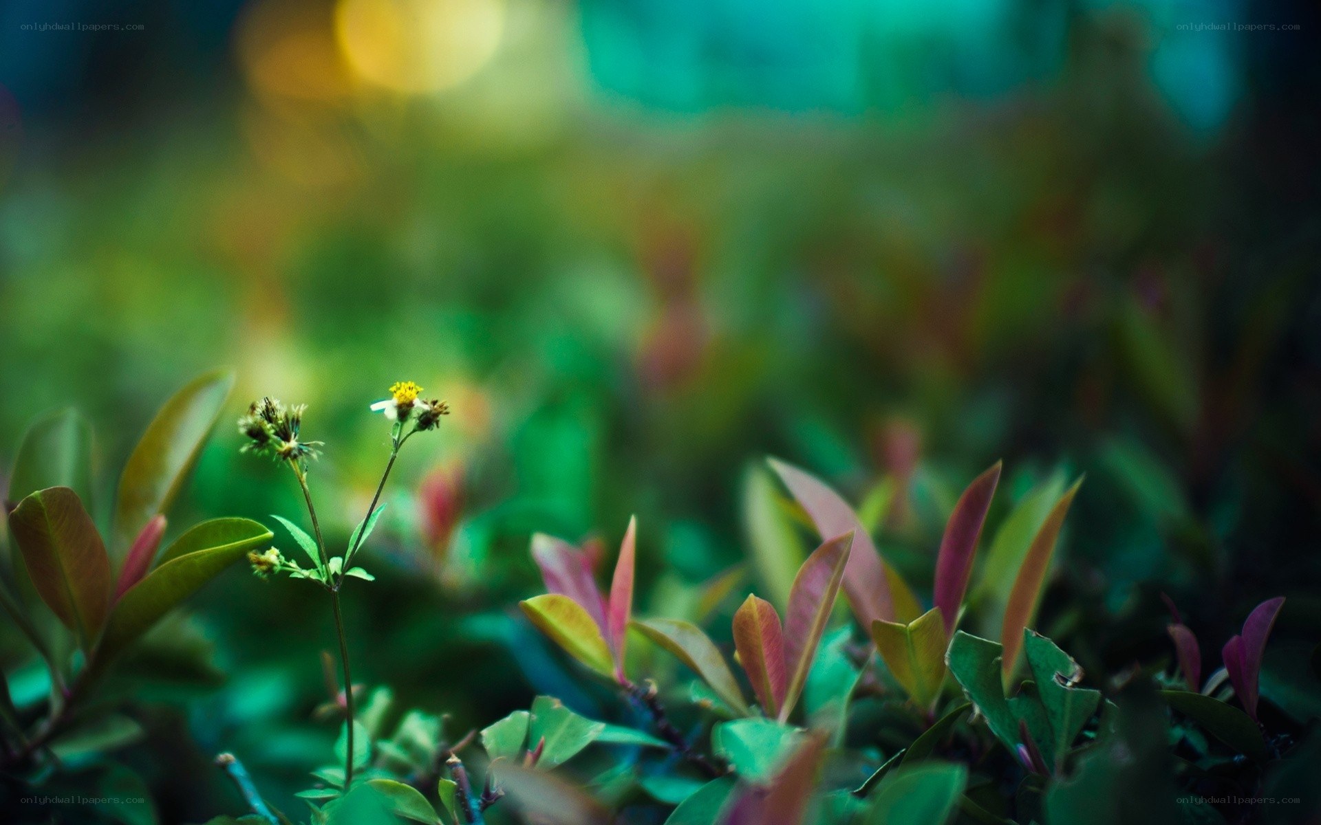 Small flower in green foliage