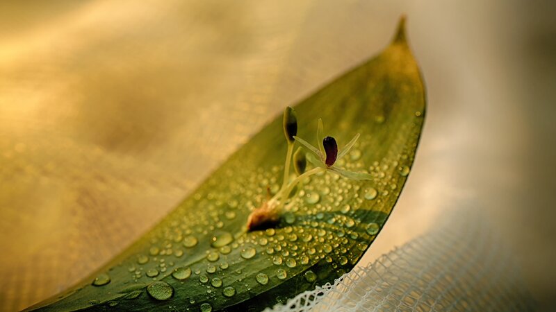 Small Flower on Leaf