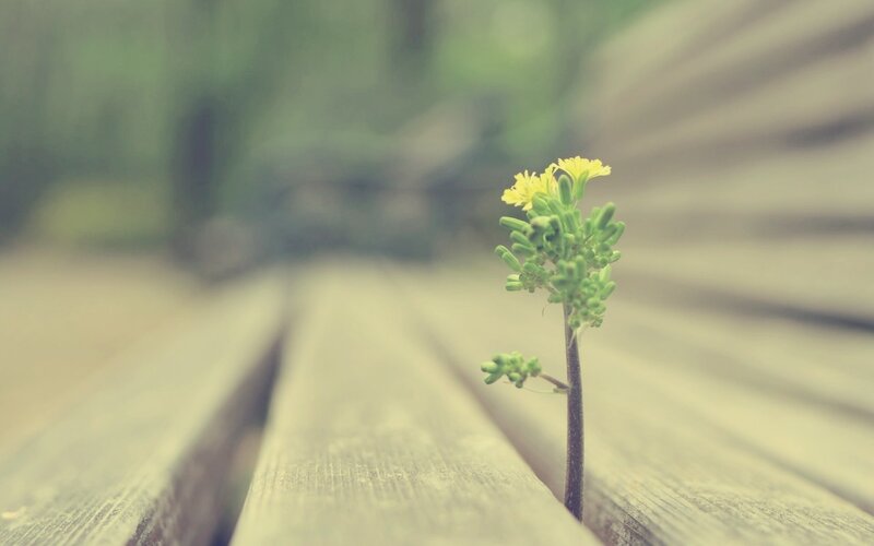 Small flower on wooden bench
