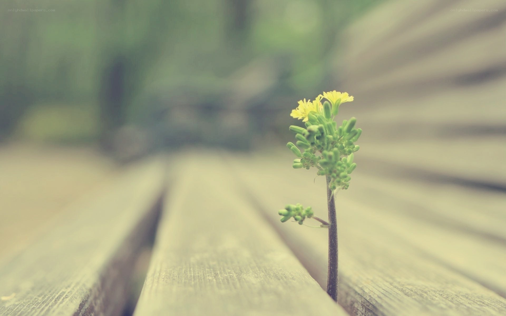 Small flower on wooden bench