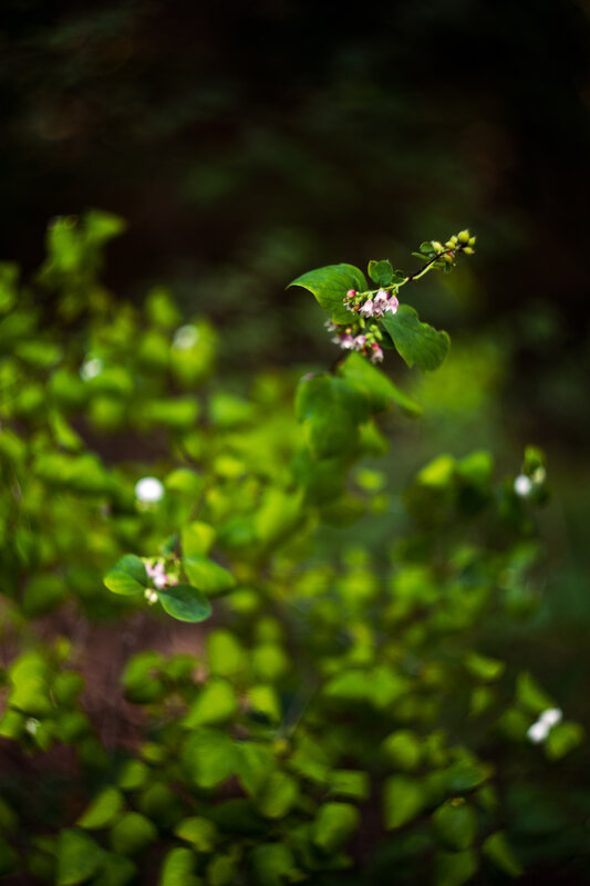 Small Flowering Plant