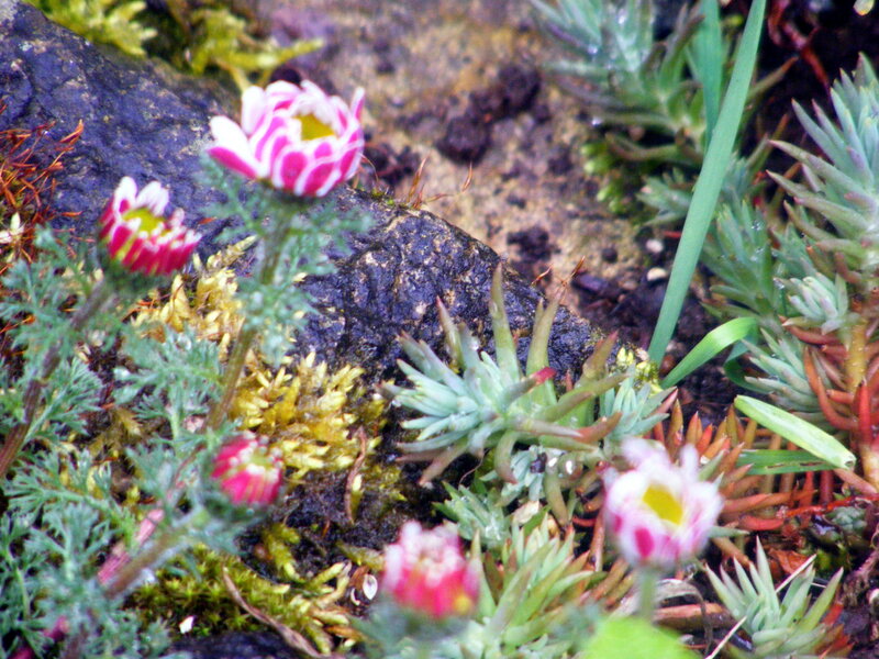 Small flowers among rocks