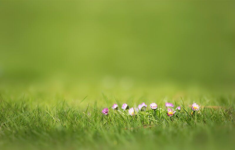 Small Flowers in Grass — Green