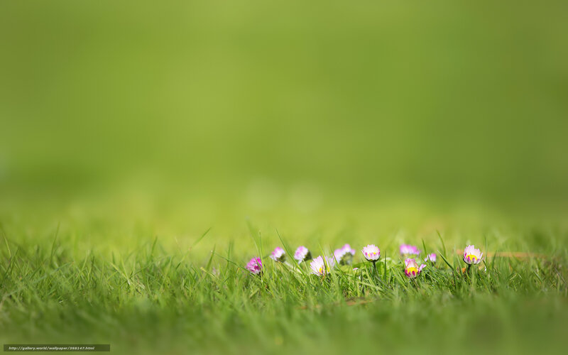 Small Flowers in Grass