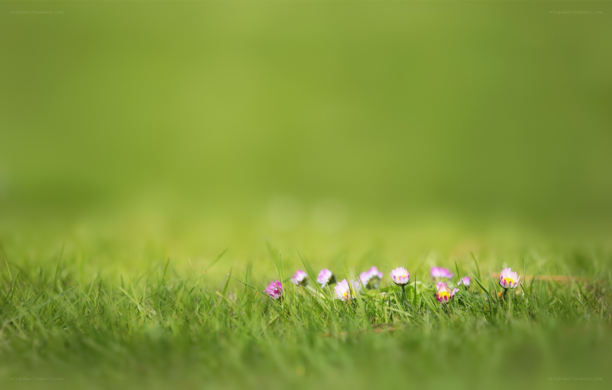 Small flowers in green grass