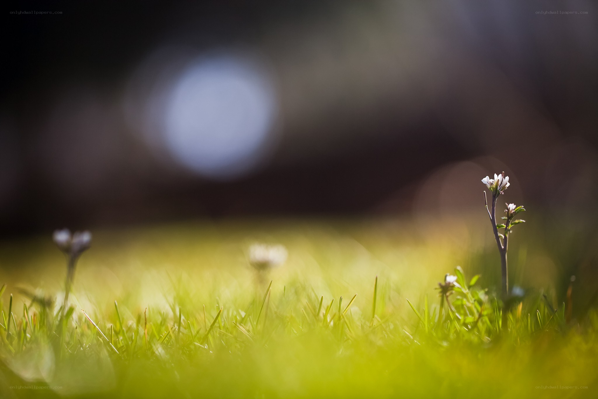 Small flowers in green grass