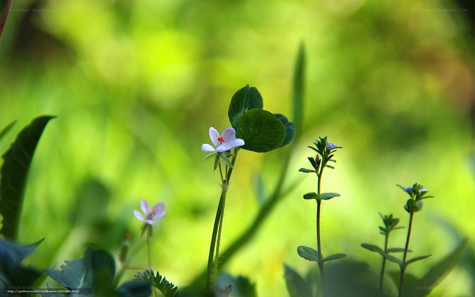 Small flowers in green grass