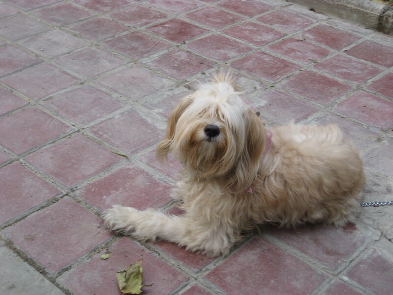 Small Fluffy Dog — Beige