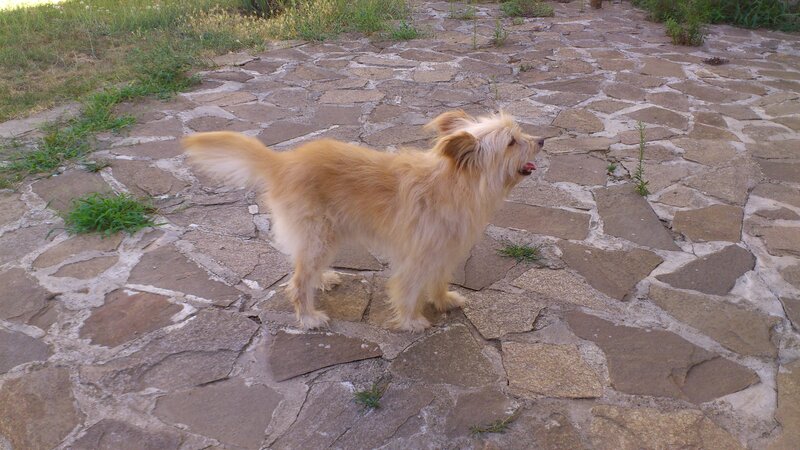 Small Fluffy Dog — Brown