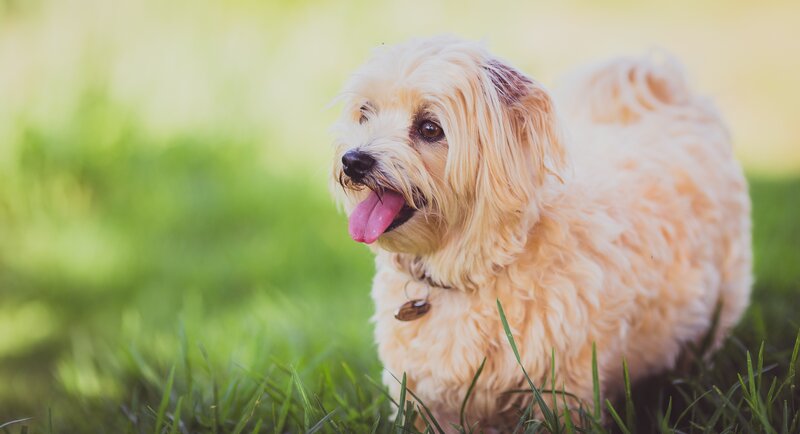 Small Fluffy Dog — Green