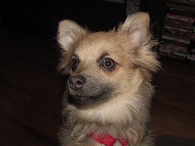 Small Fluffy Dog