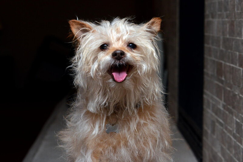 Small Fluffy Dog — White, Happy
